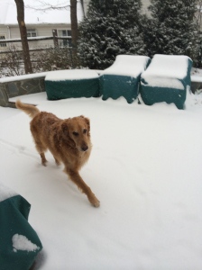 Snow trotting Murphy