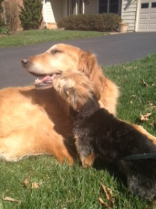 Murphy and Oakley get along so well, because Murphy is just a gentle giant.